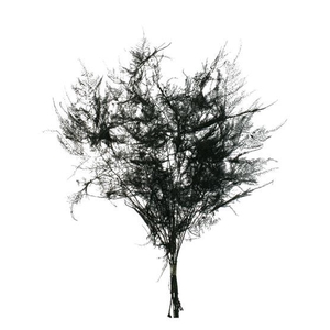 Bunch Asparagus 10pcs Pres.Slv L40