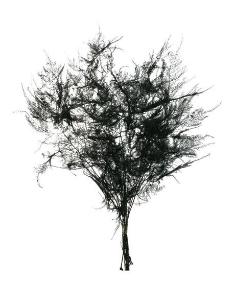 Bunch Asparagus 10pcs Pres.Slv L40