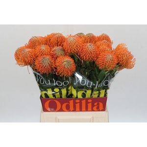 Nutans Ayoba Orange