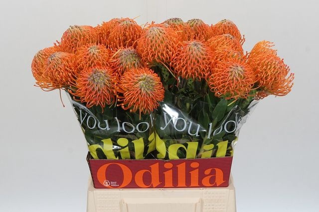 <h4>Nutans Ayoba Orange</h4>