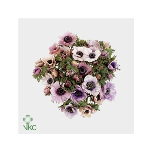 Anemone Galil Pastel