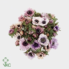 <h4>Anemone Galil Pastel</h4>