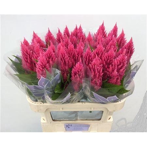 Celosia P Sunday Bright Pink