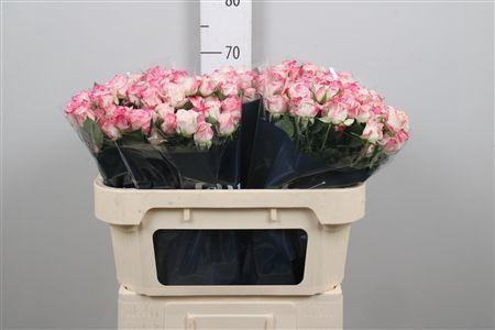 <h4>R Tr Reflex</h4>