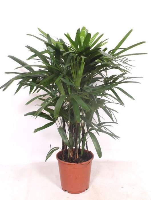 <h4>Rhapis excelsa</h4>