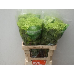 Viburnum op pb Roseum L6