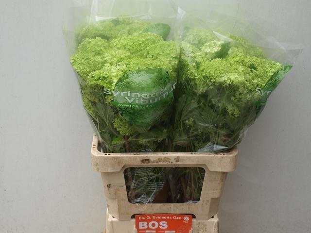 <h4>Viburnum op pb Roseum L6</h4>