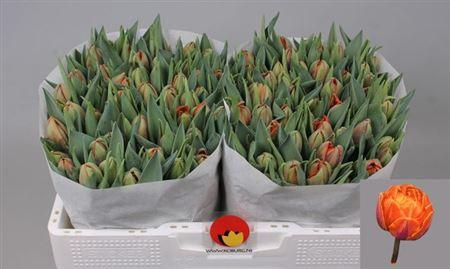 <h4>Tu Du Orange Princes</h4>