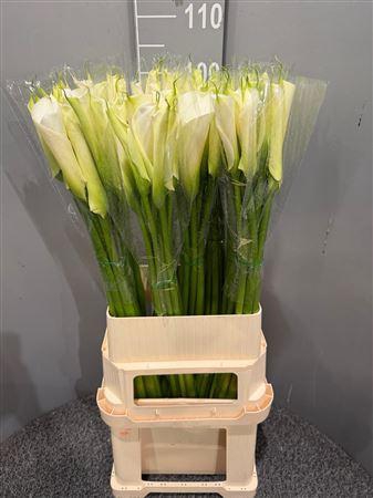 <h4>Zantedeschia White 100cm</h4>