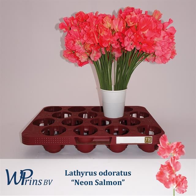 <h4>LATHYR NEON SALMON</h4>