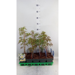 Paeonia lact. 'Primevere'