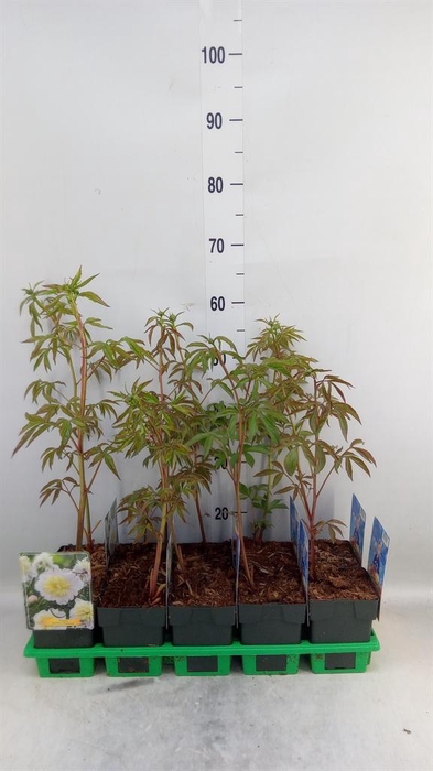 <h4>Paeonia lact. 'Primevere'</h4>