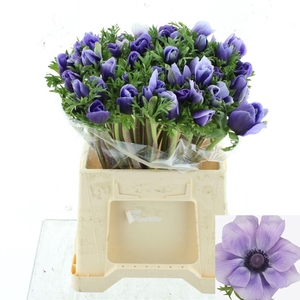 ANEM CO MIS + AZZURR