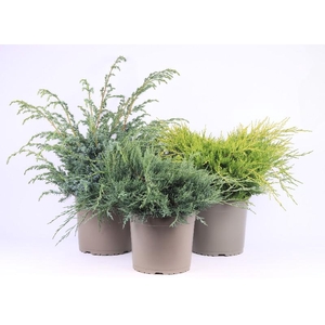 Juniperus Overig