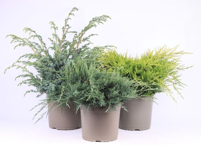 <h4>Juniperus Overig</h4>