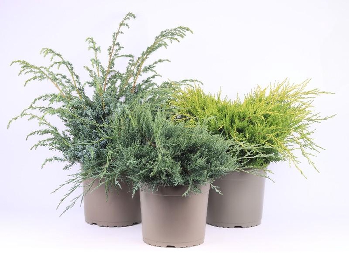 Juniperus Overig