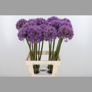 Allium Globemaster