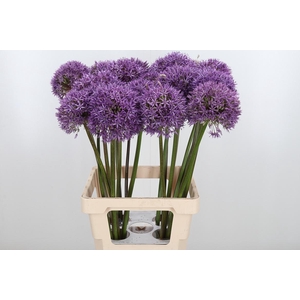 Allium Globemaster