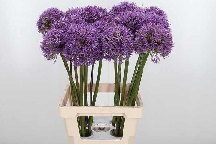 <h4>Allium Globemaster</h4>