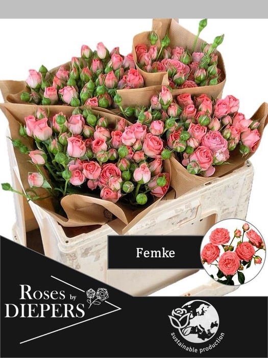 <h4>R TR FEMKE</h4>