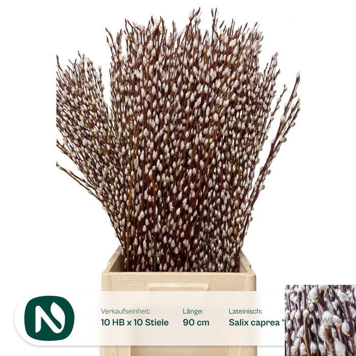 <h4>SALIX WILGENKATJES</h4>