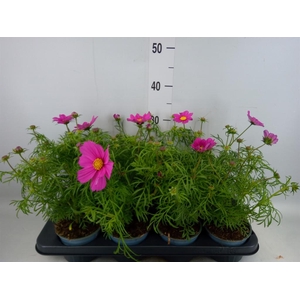 Cosmos bipinnatus 'Sonata Carmine'