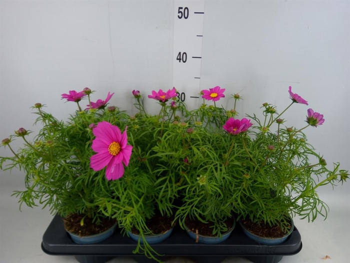 <h4>Cosmos bipinnatus 'Sonata Carmine'</h4>