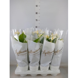 Anthurium andr. 'White Champion'