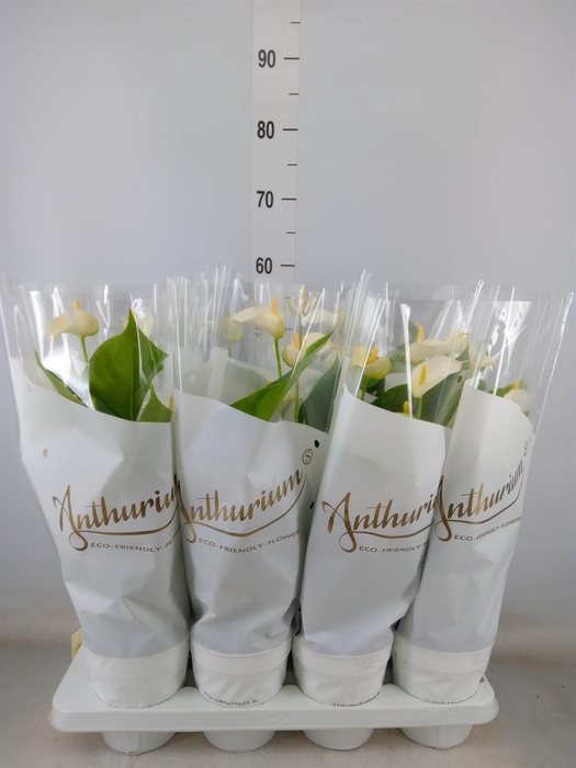 <h4>Anthurium andr. 'White Champion'</h4>
