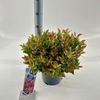 Leucothoe axillaris Zeblid