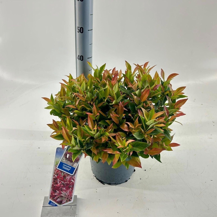 <h4>Leucothoe axillaris Zeblid</h4>
