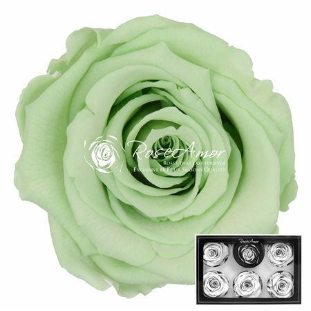 <h4>Pr 1 Gre-04 Xl</h4>