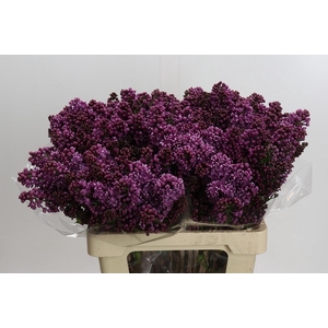 Lilac Vulg Dark Koster