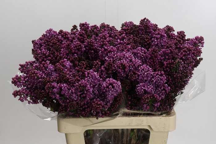 <h4>Lilac Vulg Dark Koster</h4>