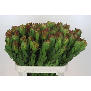Leucadendron Goldstrike