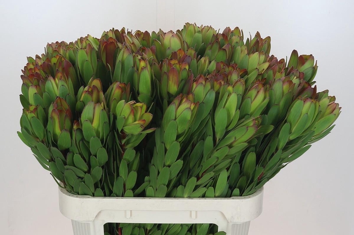 Leucadendron Goldstrike