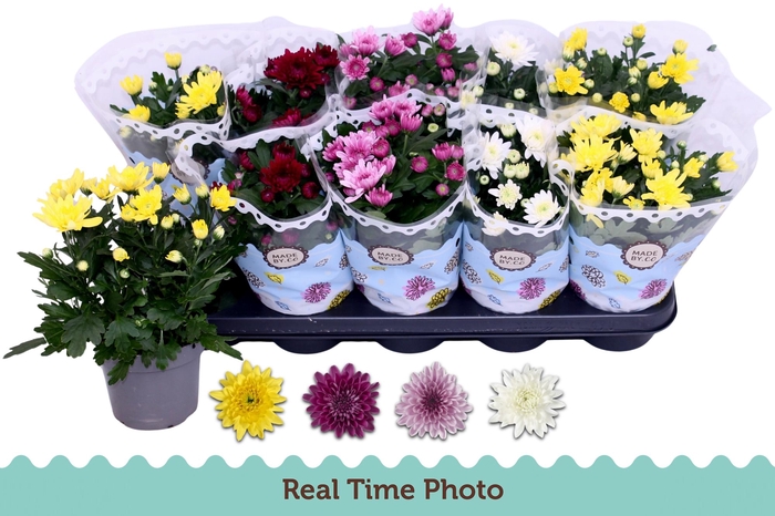 <h4>CHRYS GEVULDBL GEM</h4>