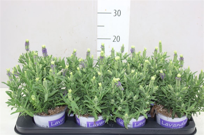 <h4>Lavandula Stoechas</h4>
