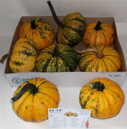 <h4>Cucurbita P-ke Mon</h4>