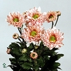 CHR T DANIELLE ROSE