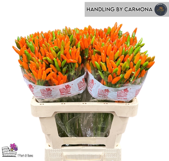 <h4>CAP ORANGE FIRE</h4>