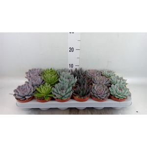 Echeveria   ...mix