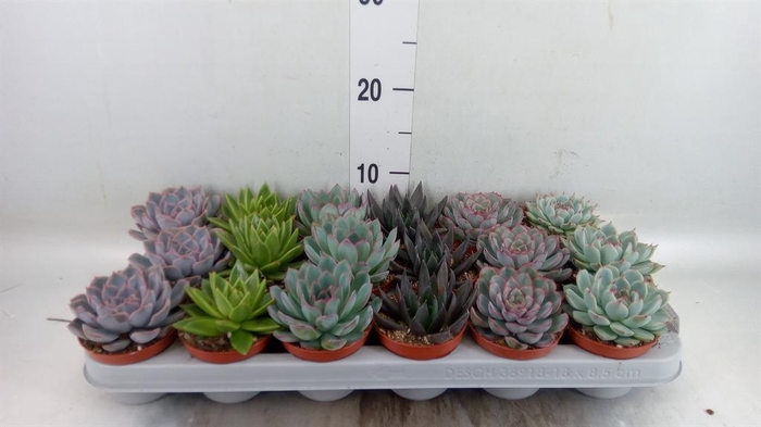 <h4>Echeveria   ...mix</h4>