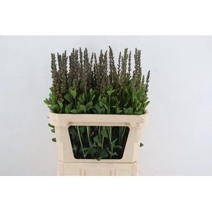 BAPTISIA AUSTRALIS BROWN/YELLOW 080CM
