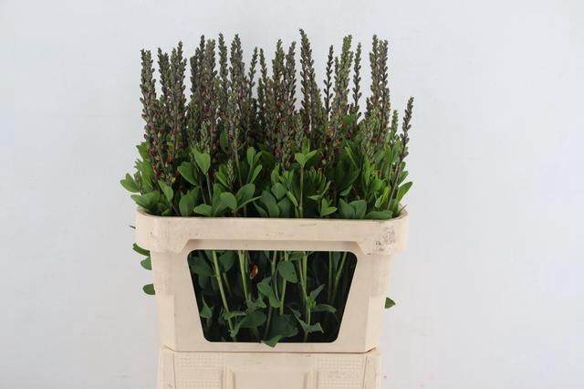 <h4>BAPTISIA AUSTRALIS BROWN/YELLOW 080CM</h4>