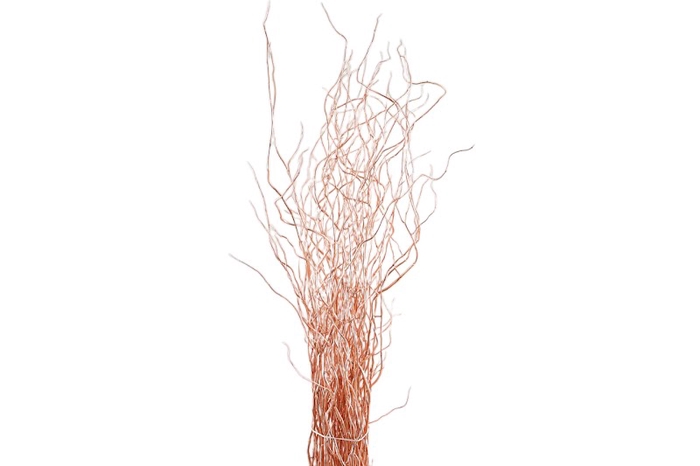 <h4>Salix Klb Copper</h4>