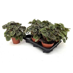 Peperomia caperata   ...