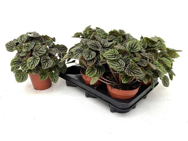 <h4>Peperomia caperata   ...</h4>