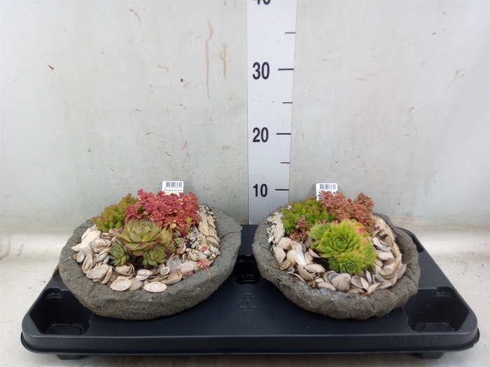 <h4>Arr.   Tuinplanten L%</h4>