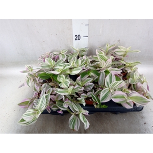 Tradescantia   ...
